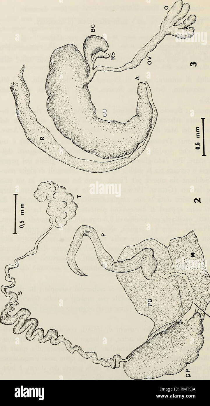 . Annali del Museo Civico di Storia Naturale Giacomo Doria. L'histoire naturelle. 62^^. c c o 1 1 ti 0) m o li 4- 4 o Le CN (N 313  G O O C C C C3 X C3 £ £ un tó C- ." § oT o" !5 S 33 h "ID 5 ^^ 'S o TS &lt;u ^3 JH TJ o j3 es un 1) *" *" &Lt ; U dJ u rt un C3 O7O G ?B '20) o^ ji o o o 3 o u 2 £ K5 » «o a (U 73 £ 0,2 c SB JJ 0 D ^' -0 -o &lt;U ^ ^ jj s "s ca o 3 C ."S w èie 3 13 Q W)T3 O O O O 2 C3 C3 2 a a C3 1 ^ » •j o ::3 a 03 C/O 2 K O K p&Lt ; c 'Ò C .c -d ^-' 'x. k-j q il » •S C3 •^^ 35 X (un ^^^ » ? o s 1 "^ 1 &AMP ; c '^:3 ; 173 O / ^ «un Ù o (23  % un M b Banque D'Images