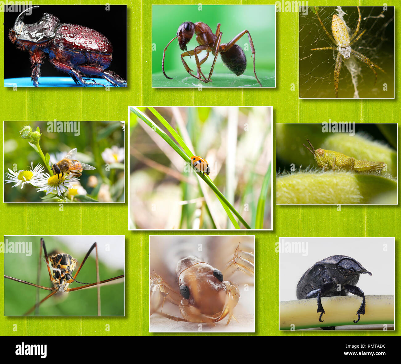 Collage de photos macro d'insectes sur l'arrière-plan de feuilles vert  tropical Photo Stock - Alamy