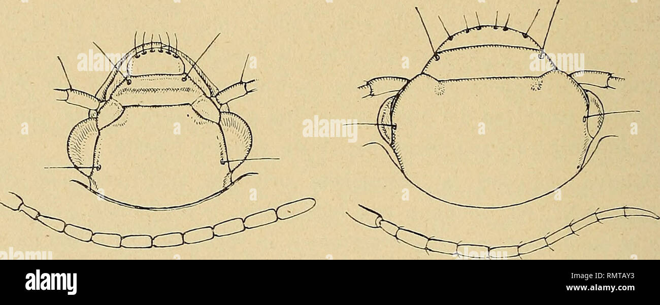 . Annali del Museo Civico di Storia Naturale Giacomo Doria. L'histoire naturelle. 252 G. MULLER anche il tipo della essences (leg. Zavattari, 1930, Mus. Genova 1 es. !) ; Gota, nel Harar (leg. Lomi, VII. 1936, Mus. Trieste 1 es. !). Nota. - Ad onta delle differenze notevoli sopraelencate, l'Hydro- poromorpha africana ha parecchi punti di contatto con l'Egadroma obockiana. Je utile riportare je encodage comuni che ho potuto riscontrare dans Carabidi apparentemente questi due diversi tanto : Mento semplice, smarginato profondamente, senza dente mediano suture ; della gola, distanziate parallele ; esse ter Banque D'Images