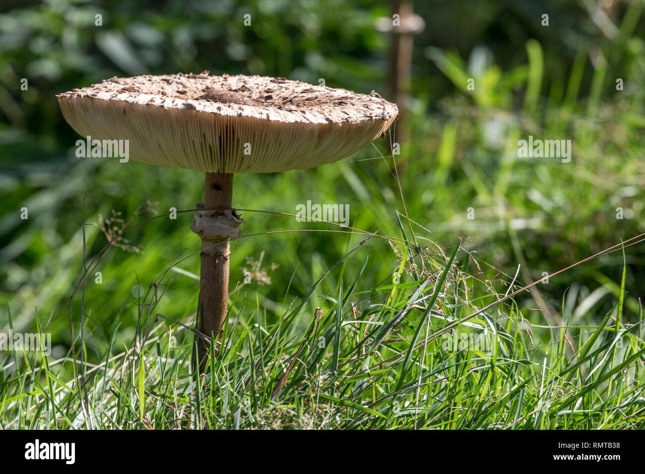 Près d'un champignon sauvage au milieu d'un champ d'herbe Banque D'Images