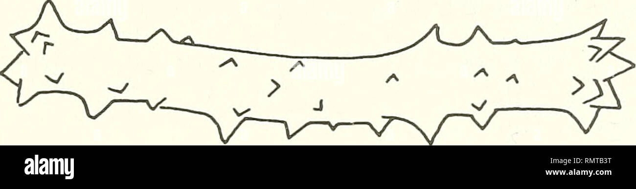 . Annali del Museo Civico di Storia Naturale Giacomo Doria. L'histoire naturelle. Fig. 34 - Lithoplocamia indica sp. n., l'holotype. Échelle : 2 cm. Lithoplocamia tuberculata sp.n. (Fig. 35, 36) Présence : Au nord Kenya Banques, 110-244 m de profondeur, la drague, 25 Februa ry- 1971. R.N. KEN.5. Holotype : msng 48304. Le spécimen, sec, est hémisphérique, 4 cm de large à la base, 3 cm de hauteur, disque, tuberculated, les tubercules mesurant environ 2 mm, environ. Fig. 35 - Spicules De Lithoplocamia tuberculata sp. n. Échelle : 50 |im. Annali del Mus. Civ. La Nat. "G. Dona". Tome LXXXIX. Veuillez noter que ces images sont Banque D'Images