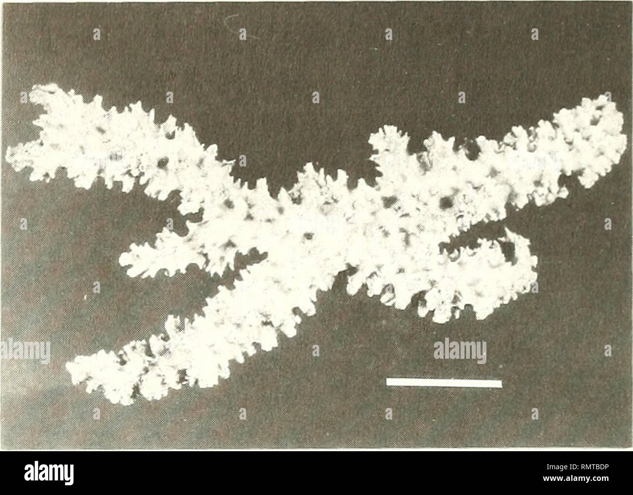 . Annali del Museo Civico di Storia Naturale Giacomo Doria. L'histoire naturelle. 288 G.-PULITZER FINALI. Fig. 22 - Higginsia kenyensis sp. n., l'holotype (sec). Échelle : 2 cm. projeter les papilles de 3 à 8 mm forme haute ordre croissant de lignes séparées par des vallées à environ 5 mm de large. Les spicules sont 1) la mesure de Styles 420-520 x 20-23 firn. 2) Oxeas mesurant 330-490 x 14-16 |0.m. 3) Oxeas droite ou légèrement courbe mesurant 250-325 x 4-4,5 (im. 4) Microacanthoxeas tout droit, mesurant 30-48 x 2-3 (im, épines non inclus. Higginsia kenyensis sp.n. (Fig. 20, 22) Présence : Au nord Kenya Banques (02°25.5'S - 40°52. Banque D'Images
