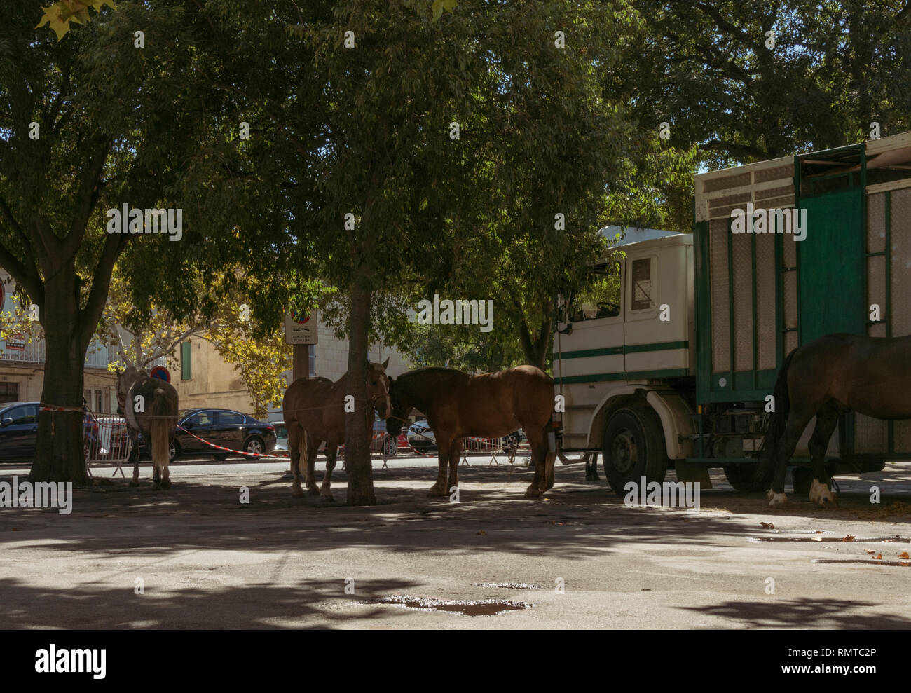 Chevaux des picadors dans Boulevard Emile Combes sous les murs de la ville de la ville de province d'Arles, au sud de la France. Banque D'Images