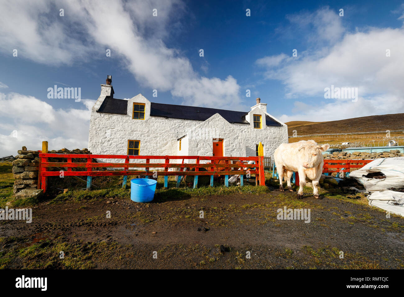 Un taureau blanc à l'extérieur d'un croft house sur Foula, Shetland Banque D'Images