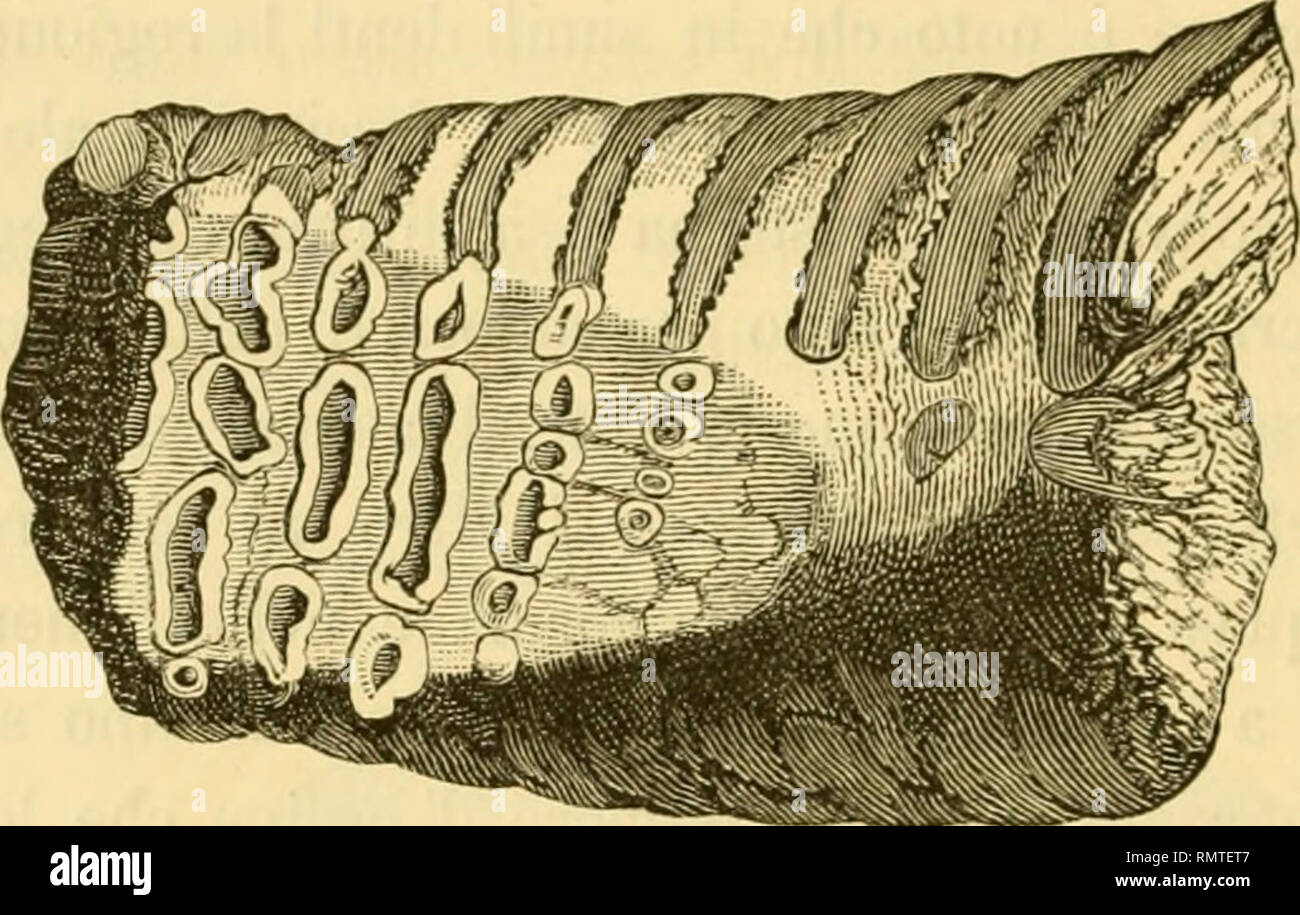 . Annali del Museo Civico di Storia Naturale di Genova. Histoire naturelle -- Périodiques. 156 A. I.SSEL delle colline e si elittiche irregolarmente manifesta con figure e circolari, dans numero di tre o quattro par ciascuna limbe. L'in- cisione che si vedrà qui appresso (fig. 2) mi dispensa dal&Nbsp- verne minutamente 1' aspetto.. Fig. 2. - Dente. 'J3 della aranci, nat. La prima che presenta non lamina figure en raison d'erosione, essendo mancante la sua più porzione interne, non pas par effetto della masticazione, ma perchè, se non sono en erreur, si appoggiava sopra un altro dente più vecchi Banque D'Images