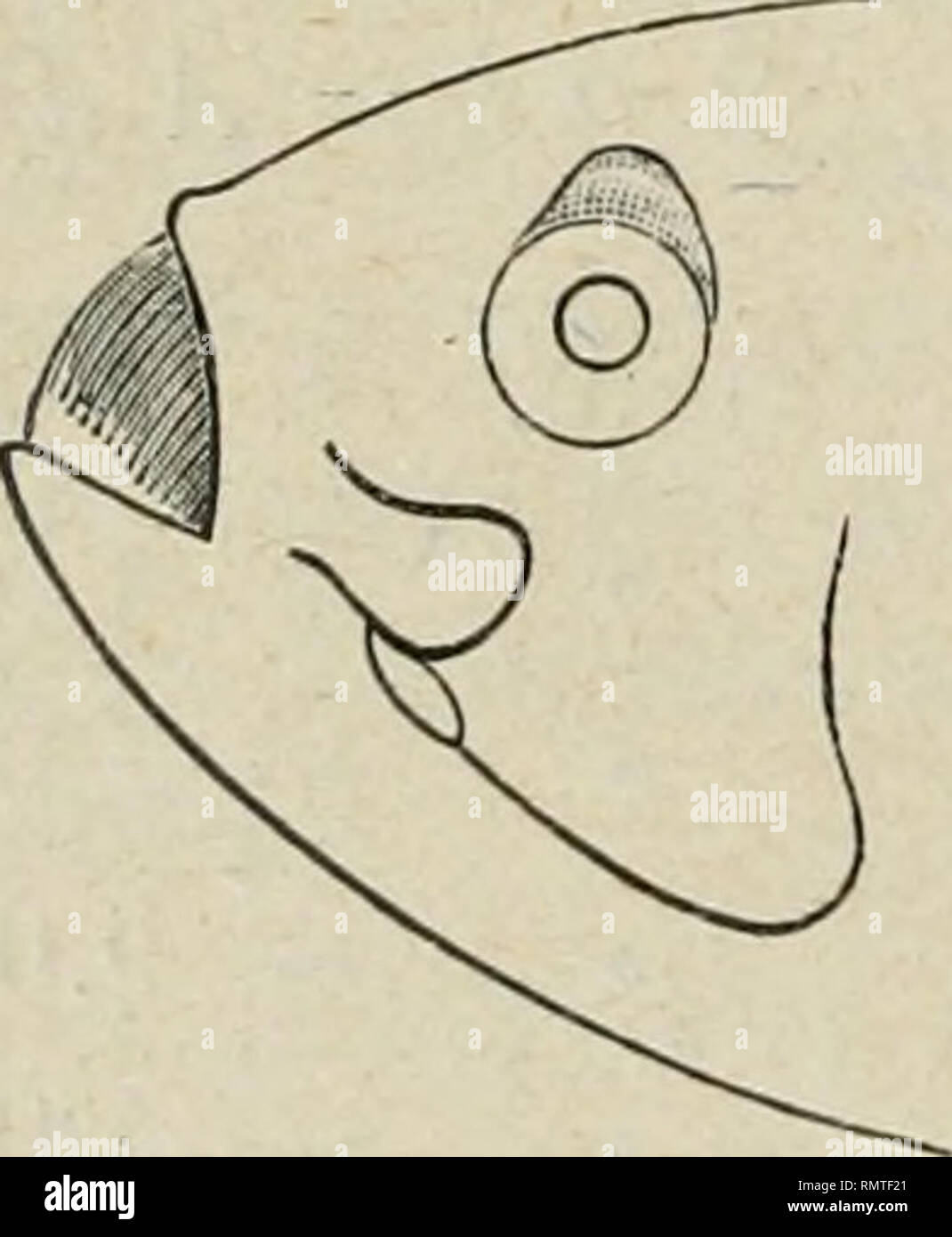 . Annali del Museo Civico di Storia Naturale di Genova. L'histoire naturelle. Fig. 2. Mugli chelo. Forma della bocca. Fig. 3. Mugli cephalus. Forma della bocca. Fig. 4. Mugli auratus. Forma della bocca. costituita da due archi simmetrici rivolti avanti, mentre {^g nel céphale. 3) l'angolo formato dalle due metà è assai acuto e quelle hanno una forma di quasi S ; nelle altre espèce questi due archi meno accentuati sono, nell' auratus (fig. h) craco essa è quasi orizzontale. 4. Labbra e labiali appendici. - Il labbro superiore 1968 è sottile en toutes essences meno che nel chelo dans cui è notev Banque D'Images