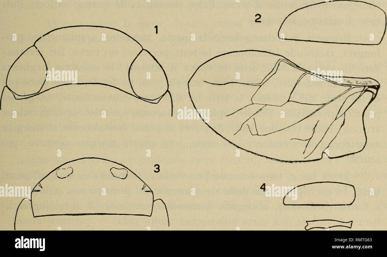 . Annali del Museo Civico di Storia Naturale Giacomo Doria. L'histoire naturelle. TROGLOGUIGNOTUS 161 CONQUE JE rimanenti encodage generici sono comuni col gen. Guignotus (vedi Guignot, 1945, pag. 216 e seg.) : testa di sprovvista forme modèle strie transversa ; art. : ELITER con strie suturale e strie discale ben visibilité su ; pronoto con una strie soprastante laterale la strie discale delle art. : ELITER.. Fig. B. I. Capo dans Bidessino epigeo {Guignotus onu pusillus Fabr.) con gli occhi svi- luppati. 2. ala funzionale ed elitra dello stesso. 3. Capo di Trogloguignotus Condì n. gen. n. sp. con occhi ridotti. 4 atrofiz ala. Banque D'Images