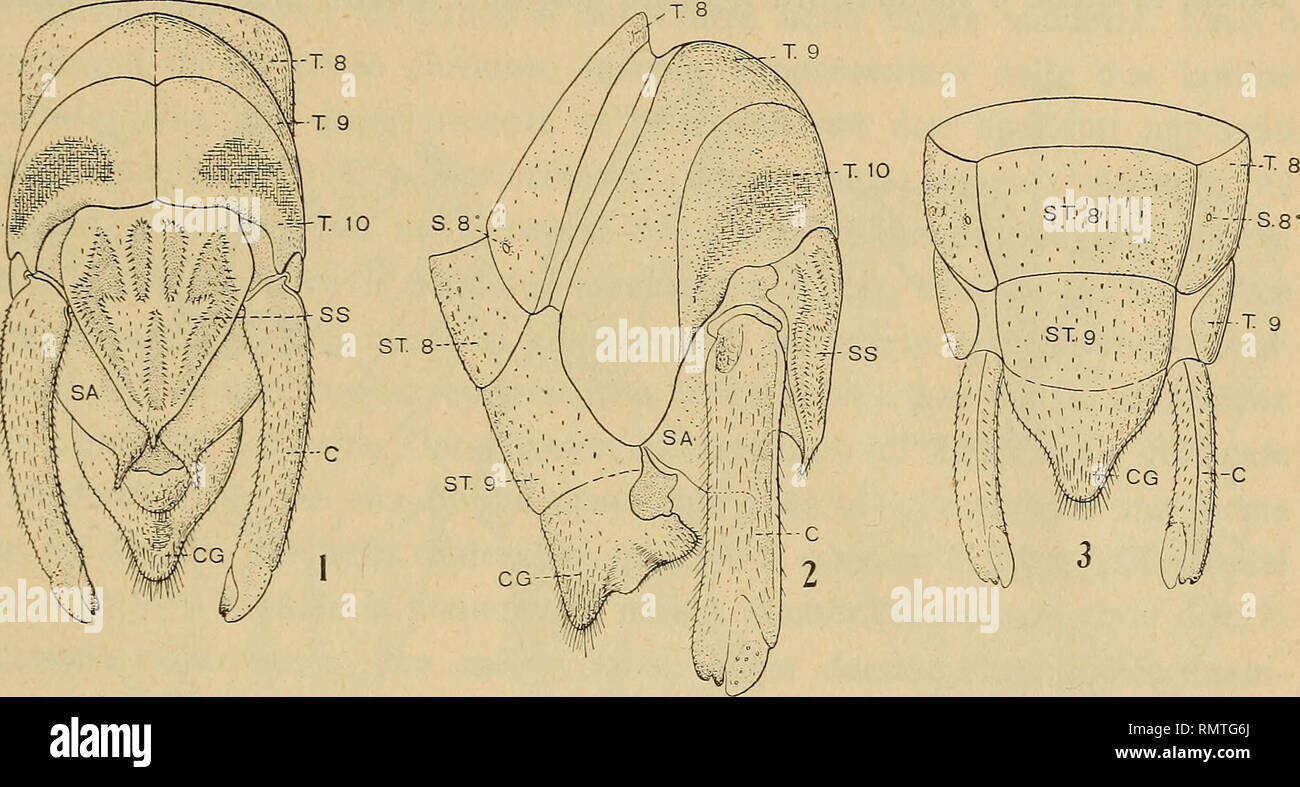 . Annali del Museo Civico di Storia Naturale Giacomo Doria. L'histoire naturelle. OKBAENSIS CALLIPTAMUS KHEIL nel 487 C. ictericus Serv., snella meno di quella del C. palaestinensis Ramme e del C. barbarus snella e più di quella del C. italicus. Margine costale de l'ONU dans accentuato presentante lobo prossimità della base, che mi appare un po' più sviluppato di quello delle espèce predette con le quali ho con- frontato le tegmine ; dopo il lobo il margine costale convergent sull'anale, che è o sinuoso lievemente pressoché rettilineo margine apicale ;- mente arcuato stretta, più strettamente dell' italicus e Banque D'Images