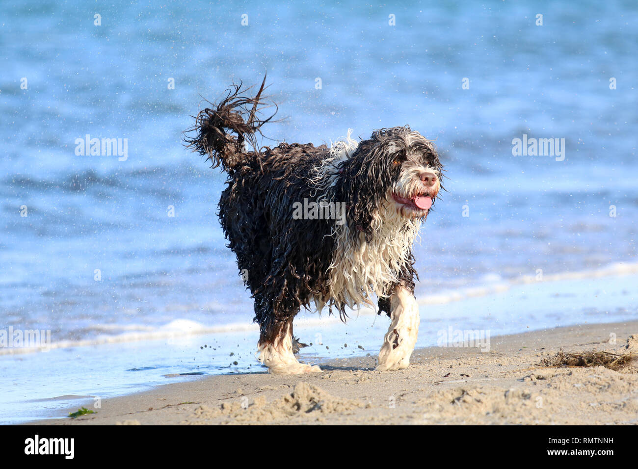Un chien d'eau Portugais profitant de l'océan à la plage Banque D'Images