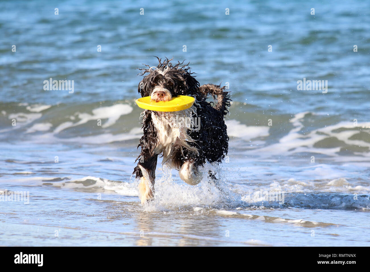 Brun et blanc un chien d'eau portugais jouant avec un frisbee dans l'océan Banque D'Images