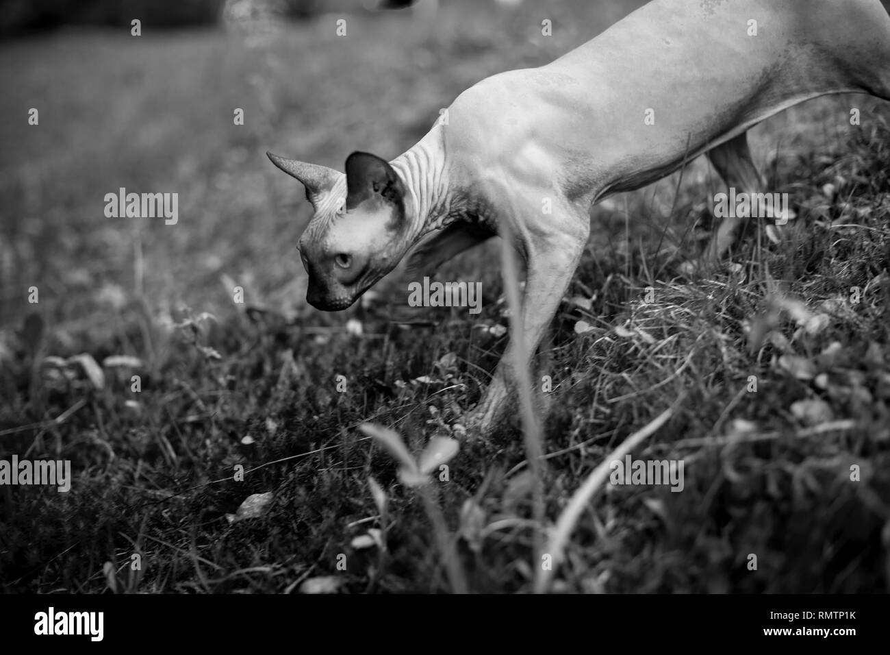 Chat Sphynx explorer le désert pour la première fois. Photo noir et blanc Banque D'Images