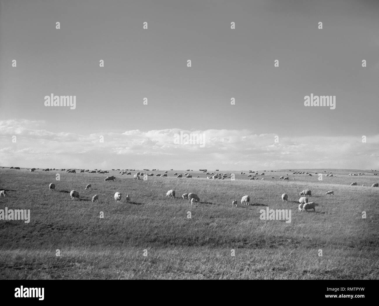 Le pâturage des moutons, comté de Pennington, Dakota du Sud, USA, Arthur Rothstein, Farm Security Administration, mai 1936 Banque D'Images