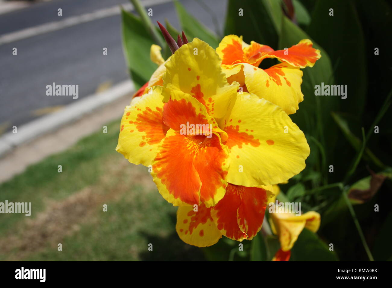 Blühende im Frühjahr Lilie Pflanzen im Hintergrund eine Straße Banque D'Images