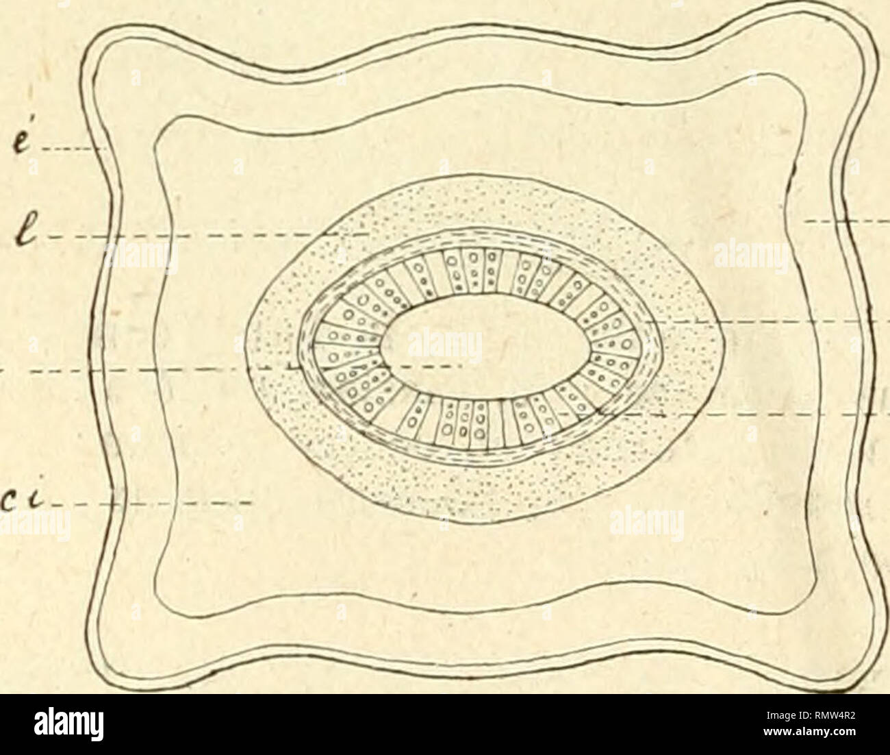 . Annales des sciences naturelles. Les plantes ; la biologie. -* La moelle m est à gros éléments arrondis. Tujelle (fig. 11). - De hautes cellules à face externe arrondie ou même Fië- 1L - Coupe transversale d'une tigelle d'olivier : e, épidémie ; ce, écorce externe ; COIlique 1 composent épi- EC, de l'écorce interne : l, liber ; b, bois ; m, moelle. derme é recouvert d'une cuticule assez épaisse. Les quatre à cinq couches de cellules de Yècorce externe, ee, sont polygonales, à coins arrondis et à parois assez épaisses. L'écorce interne ci compte cinq à six strates d'éléments à parois mâche. L'la reponse n'est Banque D'Images