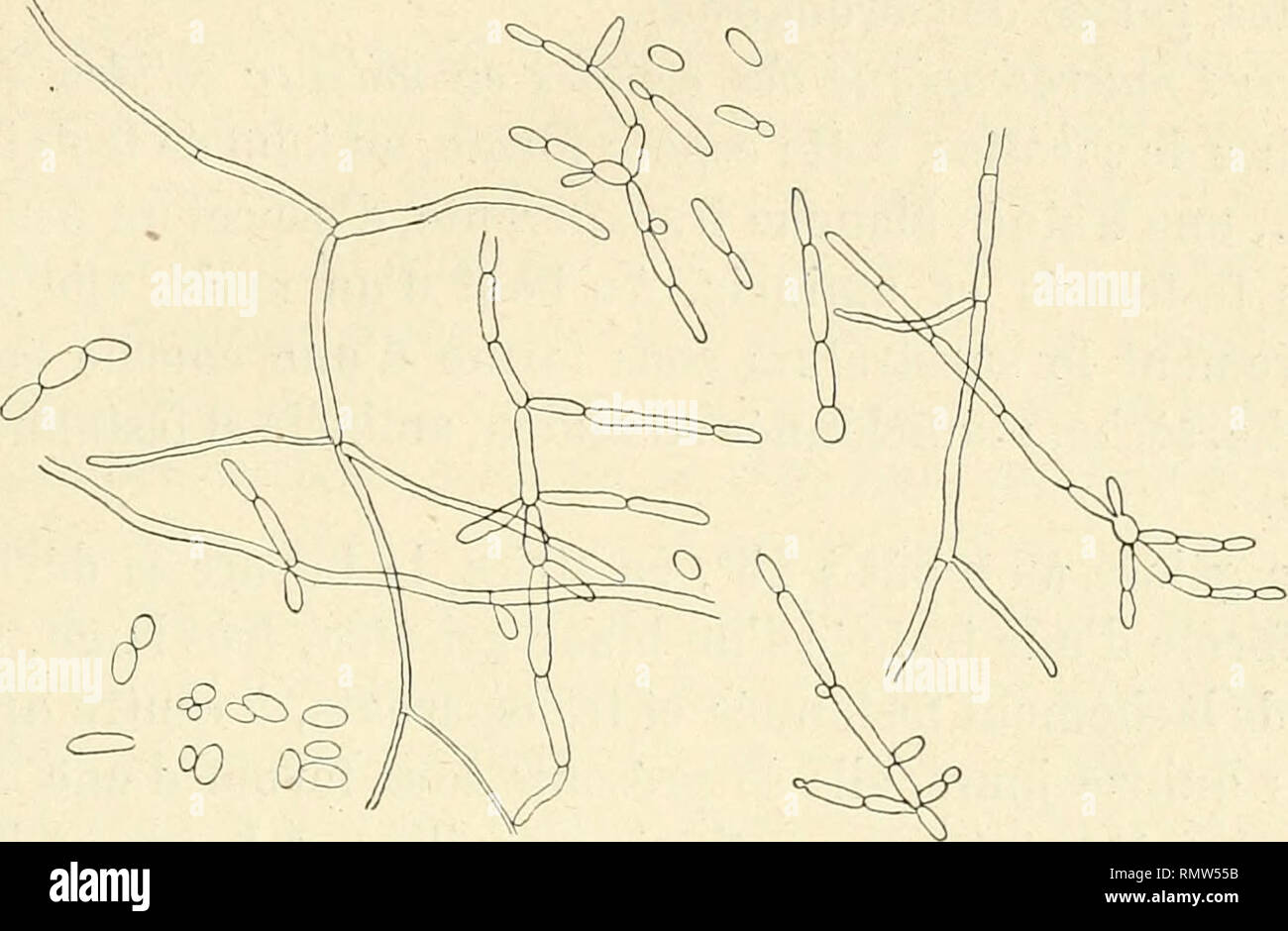 Annales des sciences naturelles. Les plantes ; la biologie. LEVURES  RAPPORTEES D AFRIQUE OCCIDENTALE 21 ?ordinairement elles se réduisent à des  filaments cloisonnés formés de quatre à cinq cellules ou même