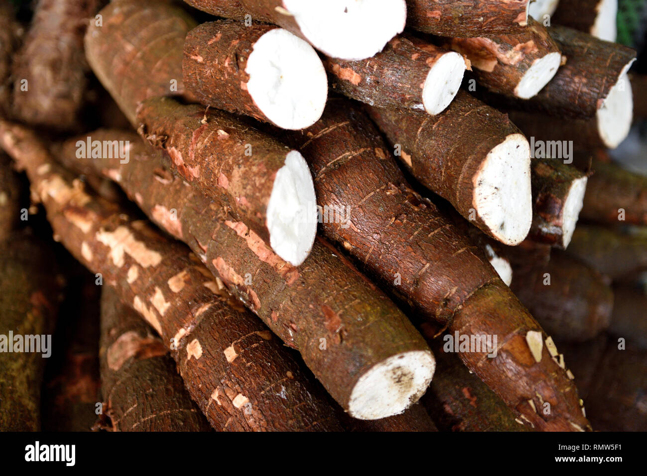 Racine de yuca colombienne, racine de yuca brute récoltée à l'état frais ou racine de manioc sur un marché agricole en Colombie, en Amérique du Sud Banque D'Images