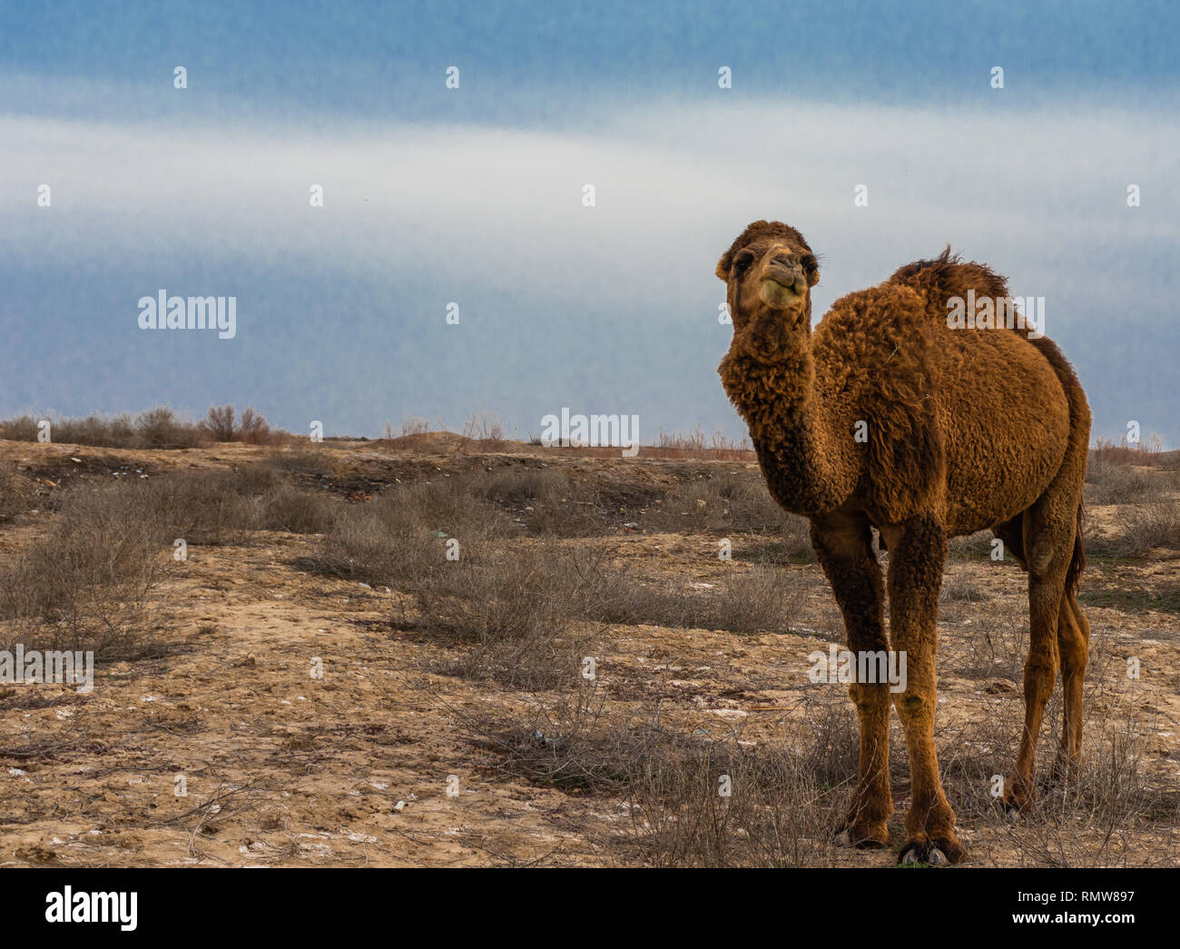 Seul un chameau dans un désert de mauvaises herbes sèches à l'après-midi sur un fond de ciel bleu. Banque D'Images