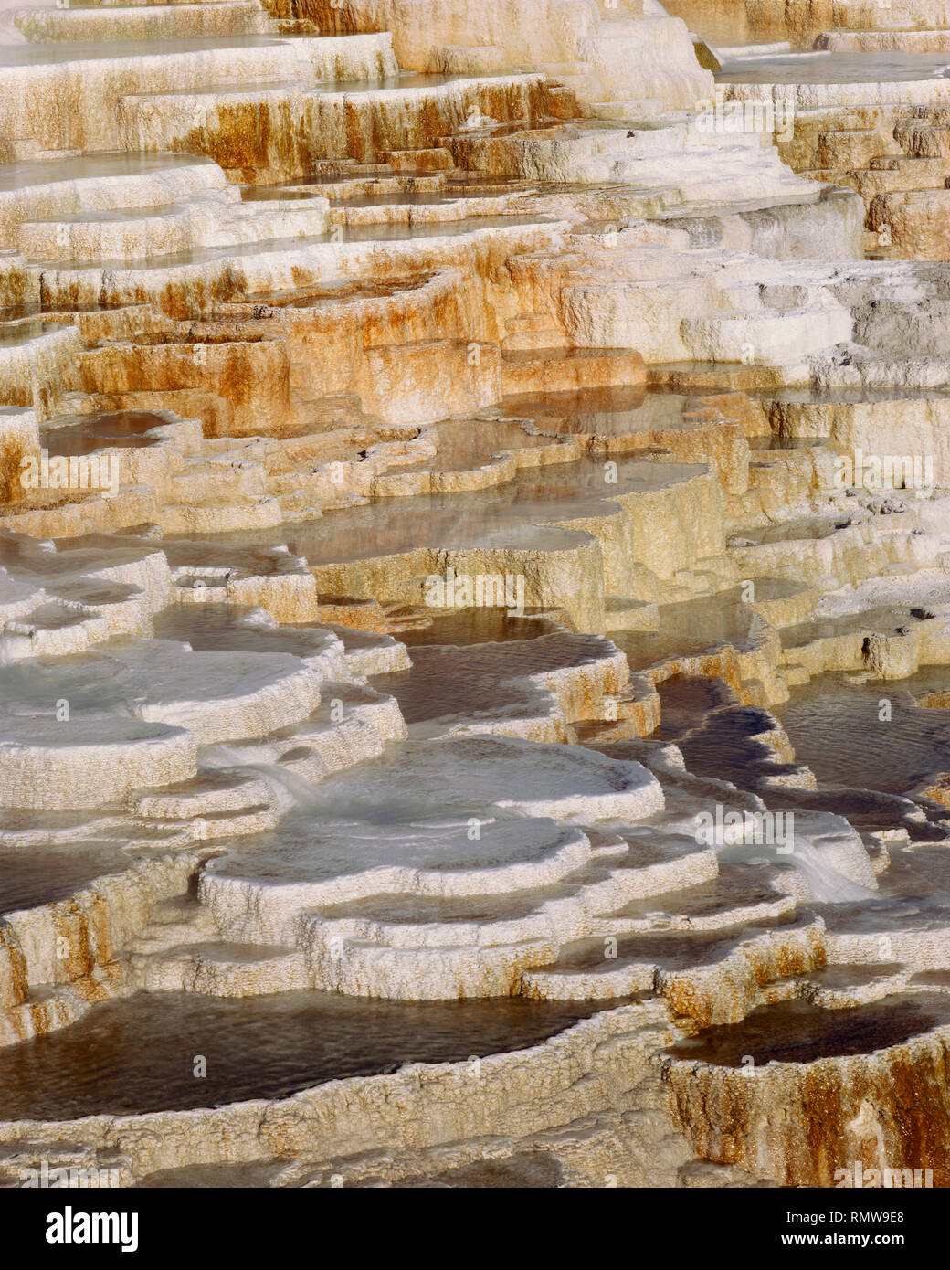 USA, Wyoming, Yellowstone National Park, Début de la lumière du matin sur une terrasse, Minerva formation travertin à Mammoth Hot Springs. Banque D'Images