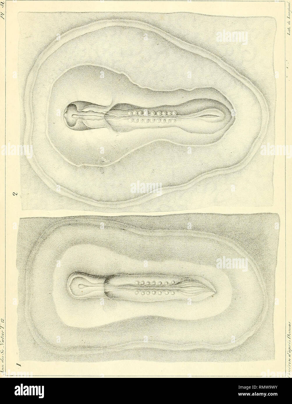 . Annales des sciences naturelles. La science ; l'anatomie. . Veuillez noter que ces images sont extraites de la page numérisée des images qui peuvent avoir été retouchées numériquement pour plus de lisibilité - coloration et l'aspect de ces illustrations ne peut pas parfaitement ressembler à l'œuvre originale.. Audouin, Jean Victor, 1797-1841 ; Brongniart, Adolphe, 1801-1876 ; Dumas, J. -B (Jean-Baptiste), 1777-1861 ; Feugueray, Hugues-Marie, 1767-1826, de l'imprimante ; Tastu, Joseph, d. 1849, de l'imprimante ; Thuau, C. , imprimante ; Thuau, veuve, de l'imprimante ; Tilliard, Hippolyte, imprimante, Norfolk, Henry Charles Howard, duc de, 1791-1856, l'ancien propriétaire. D Banque D'Images