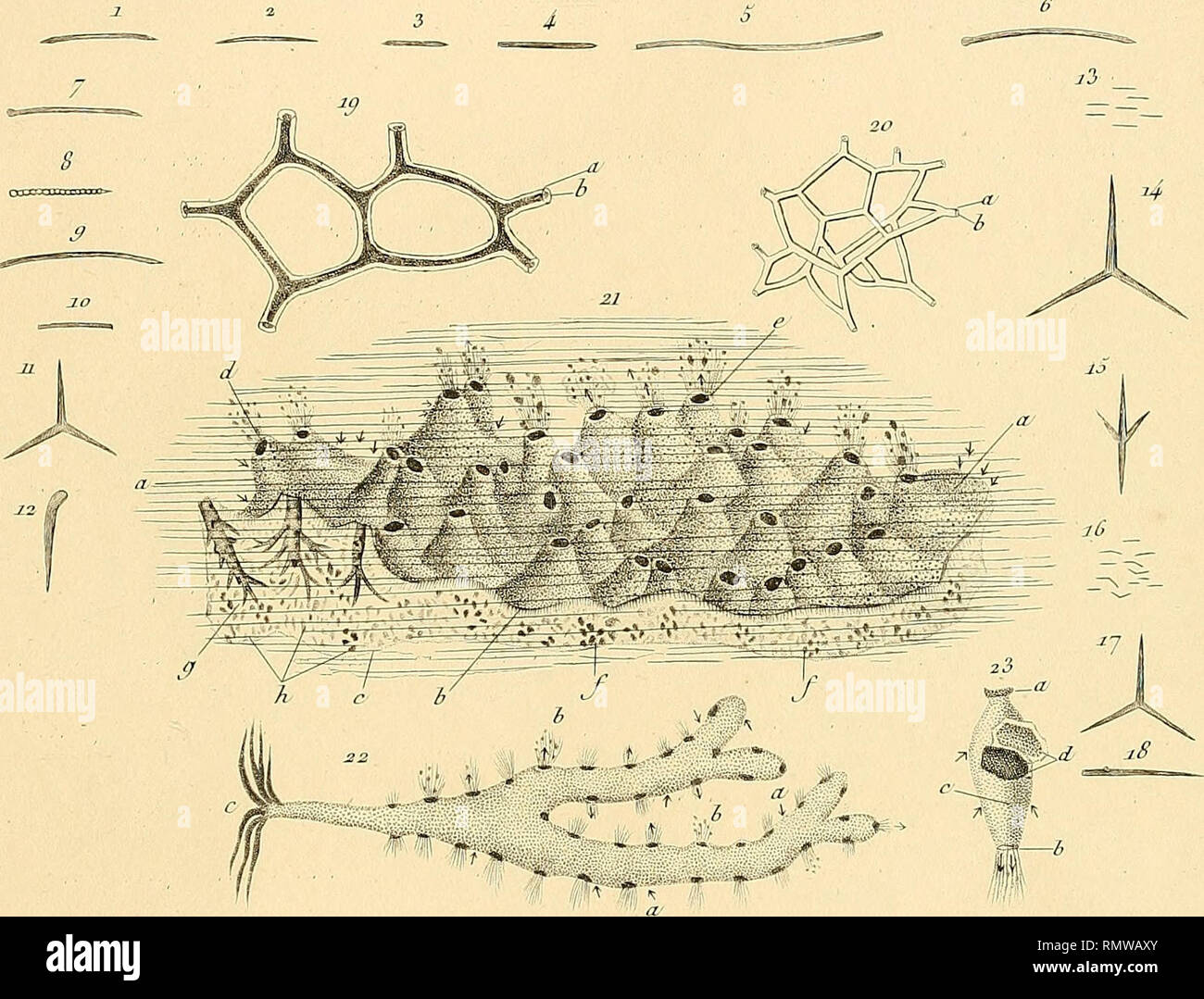 . Annales des sciences naturelles. La science ; l'anatomie. B. 2^ ^^ Xpmu ?émeus.f^ ^^". Veuillez noter que ces images sont extraites de la page numérisée des images qui peuvent avoir été retouchées numériquement pour plus de lisibilité - coloration et l'aspect de ces illustrations ne peut pas parfaitement ressembler à l'œuvre originale.. Audouin, Jean Victor, 1797-1841 ; Brongniart, Adolphe, 1801-1876 ; Dumas, J. -B (Jean-Baptiste), 1777-1861 ; Feugueray, Hugues-Marie, 1767-1826, de l'imprimante ; Tastu, Joseph, d. 1849, de l'imprimante ; Thuau, C. , imprimante ; Thuau, veuve, de l'imprimante ; Tilliard, Hippolyte, imprimante, Norfolk, Henry Charles Howard, Duc Banque D'Images