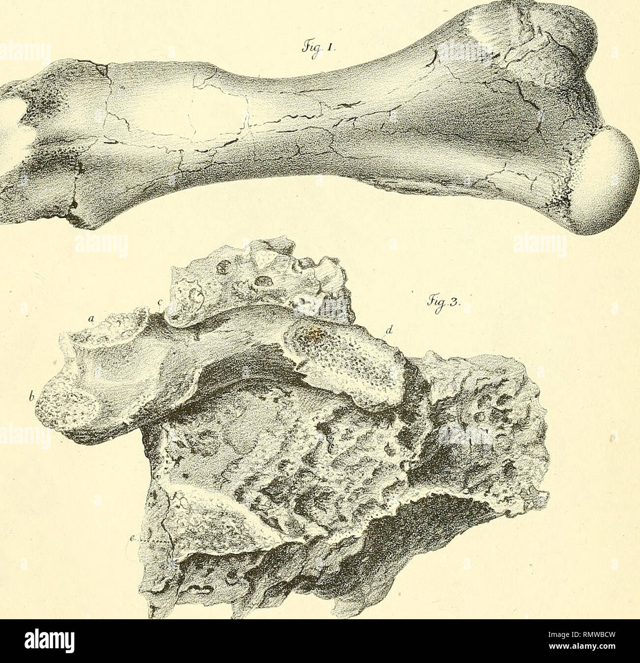 . Annales des sciences naturelles. La science ; l'anatomie. . Veuillez noter que ces images sont extraites de la page numérisée des images qui peuvent avoir été retouchées numériquement pour plus de lisibilité - coloration et l'aspect de ces illustrations ne peut pas parfaitement ressembler à l'œuvre originale.. Audouin, Jean Victor, 1797-1841 ; Brongniart, Adolphe, 1801-1876 ; Dumas, J. -B (Jean-Baptiste), 1777-1861 ; Feugueray, Hugues-Marie, 1767-1826, de l'imprimante ; Tastu, Joseph, d. 1849, de l'imprimante ; Thuau, C. , imprimante ; Thuau, veuve, de l'imprimante ; Tilliard, Hippolyte, imprimante, Norfolk, Henry Charles Howard, duc de, 1791-1856, l'ancien propriétaire. D Banque D'Images