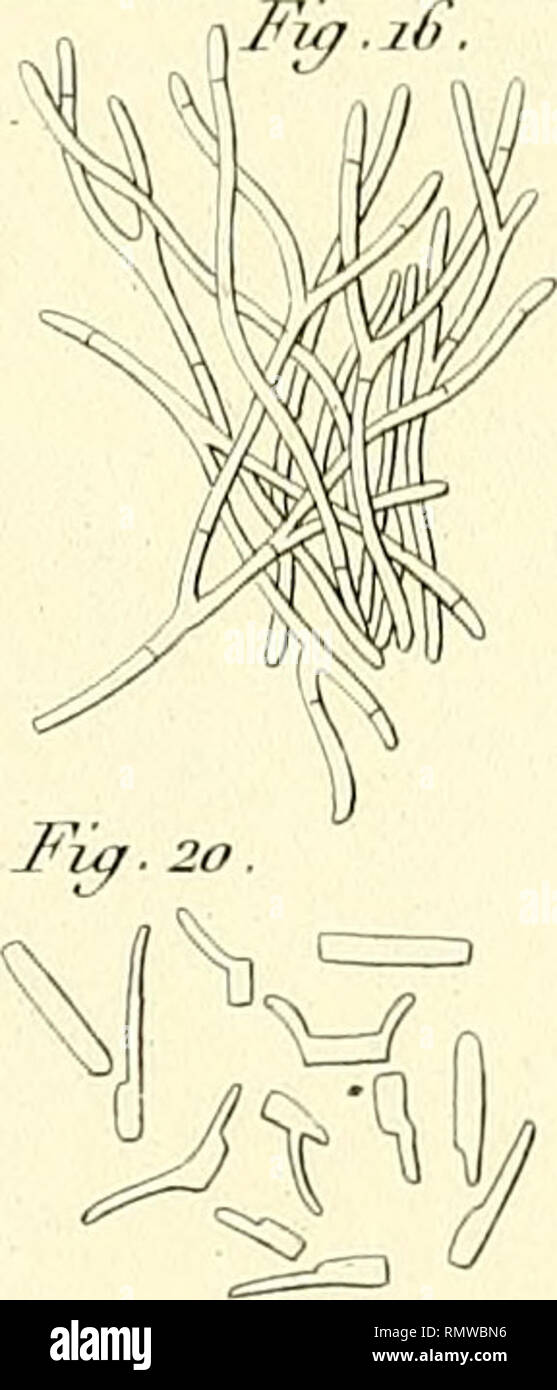 . Annales des sciences naturelles. La science ; l'anatomie. Fï^.23.. Veuillez noter que ces images sont extraites de la page numérisée des images qui peuvent avoir été retouchées numériquement pour plus de lisibilité - coloration et l'aspect de ces illustrations ne peut pas parfaitement ressembler à l'œuvre originale.. Audouin, Jean Victor, 1797-1841 ; Brongniart, Adolphe, 1801-1876 ; Dumas, J. -B (Jean-Baptiste), 1777-1861 ; Feugueray, Hugues-Marie, 1767-1826, de l'imprimante ; Tastu, Joseph, d. 1849, de l'imprimante ; Thuau, C. , imprimante ; Thuau, veuve, de l'imprimante ; Tilliard, Hippolyte, imprimante, Norfolk, Henry Charles Howard, duc de, 1791-1856, ex-o Banque D'Images