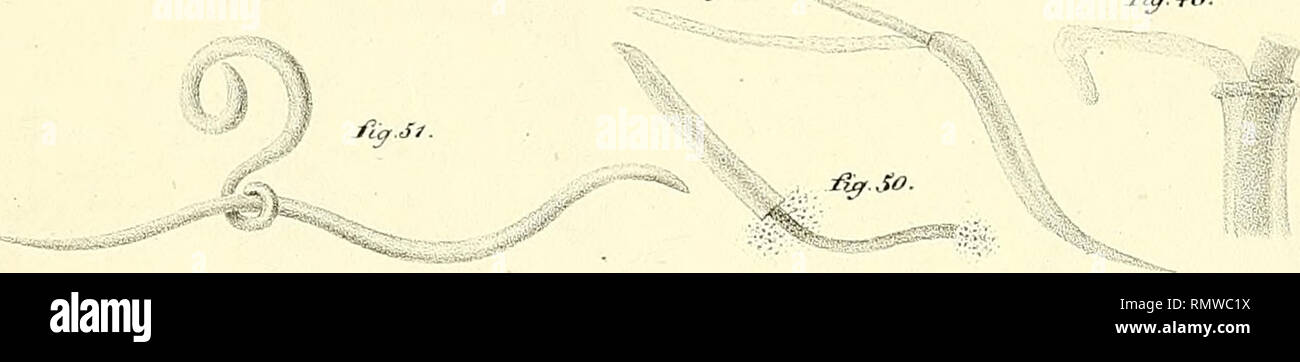 Annales Des Sciences Naturelles La Science L Anatomie J W V Mi 1 Un Ffm J I Y G So 1 Je T Ijj 5 Iiff Iiffr Lls Tt M A As