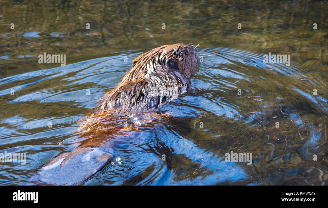 Castor (Castor canadensis) Nager en creek, montrant une partie de sa queue plate, Castle Rock Colorado nous. Photo prise en décembre. Banque D'Images