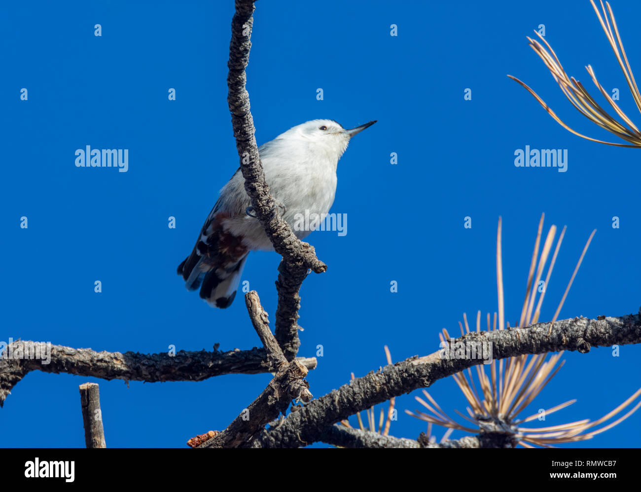 Sittelle à poitrine blanche (Sitta carolinensis) en haut de l'arbre de pin ponderosa, matin ensoleillé, Castle Rock Colorado nous. Photo prise en décembre. Banque D'Images