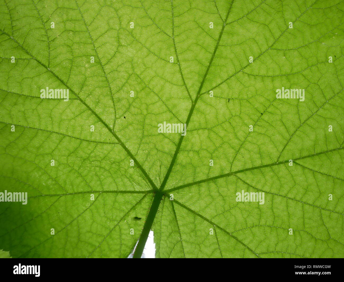 Close-up d'un dos vert feuilles présentant une texture et nervures des feuilles dans l'ouest de la Californie Banque D'Images