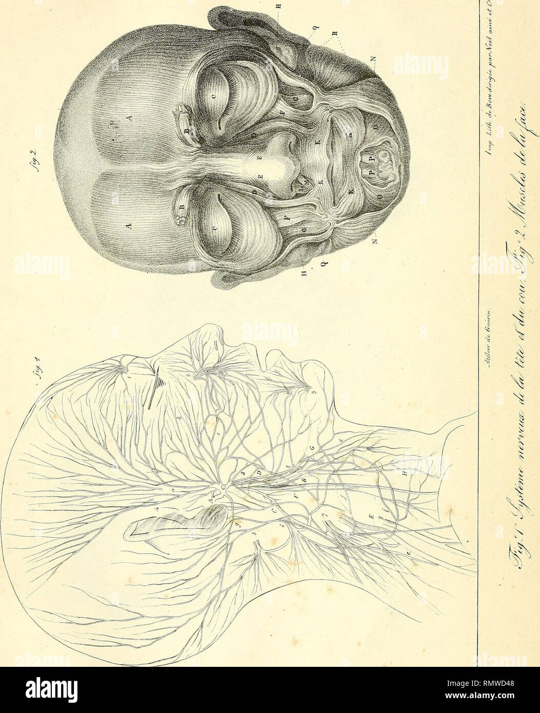 . Annales des sciences naturelles. La science ; l'anatomie. . Veuillez noter que ces images sont extraites de la page numérisée des images qui peuvent avoir été retouchées numériquement pour plus de lisibilité - coloration et l'aspect de ces illustrations ne peut pas parfaitement ressembler à l'œuvre originale.. Audouin, Jean Victor, 1797-1841 ; Brongniart, Adolphe, 1801-1876 ; Dumas, J. -B (Jean-Baptiste), 1777-1861 ; Feugueray, Hugues-Marie, 1767-1826, de l'imprimante ; Tastu, Joseph, d. 1849, de l'imprimante ; Thuau, C. , imprimante ; Thuau, veuve, de l'imprimante ; Tilliard, Hippolyte, imprimante, Norfolk, Henry Charles Howard, duc de, 1791-1856, l'ancien propriétaire. D Banque D'Images