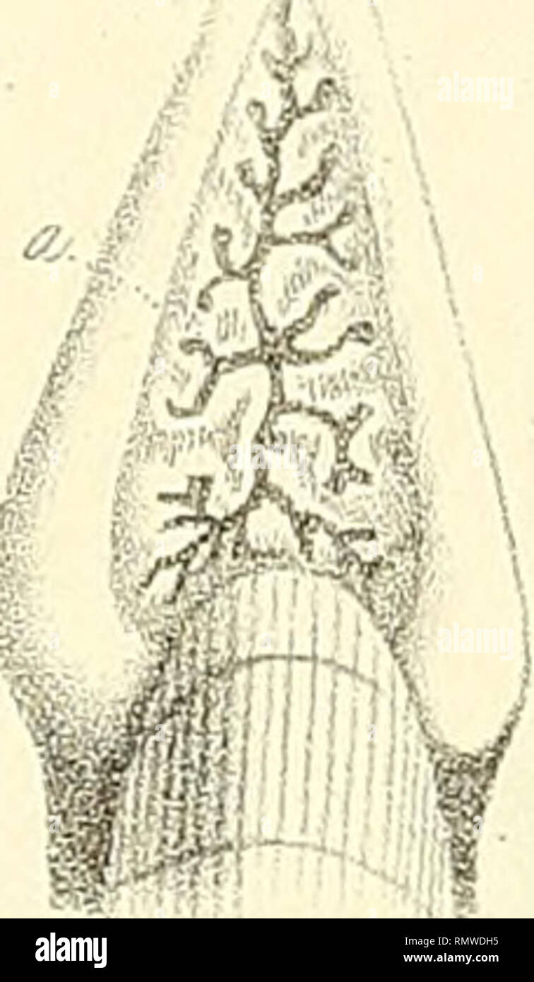 . Annales des sciences naturelles. La science ; l'anatomie. na.ii-u. Veuillez noter que ces images sont extraites de la page numérisée des images qui peuvent avoir été retouchées numériquement pour plus de lisibilité - coloration et l'aspect de ces illustrations ne peut pas parfaitement ressembler à l'œuvre originale.. Audouin, Jean Victor, 1797-1841 ; Brongniart, Adolphe, 1801-1876 ; Dumas, J. -B (Jean-Baptiste), 1777-1861 ; Feugueray, Hugues-Marie, 1767-1826, de l'imprimante ; Tastu, Joseph, d. 1849, de l'imprimante ; Thuau, C. , imprimante ; Thuau, veuve, de l'imprimante ; Tilliard, Hippolyte, imprimante, Norfolk, Henry Charles Howard, duc de, 1791-1856, ex-o Banque D'Images