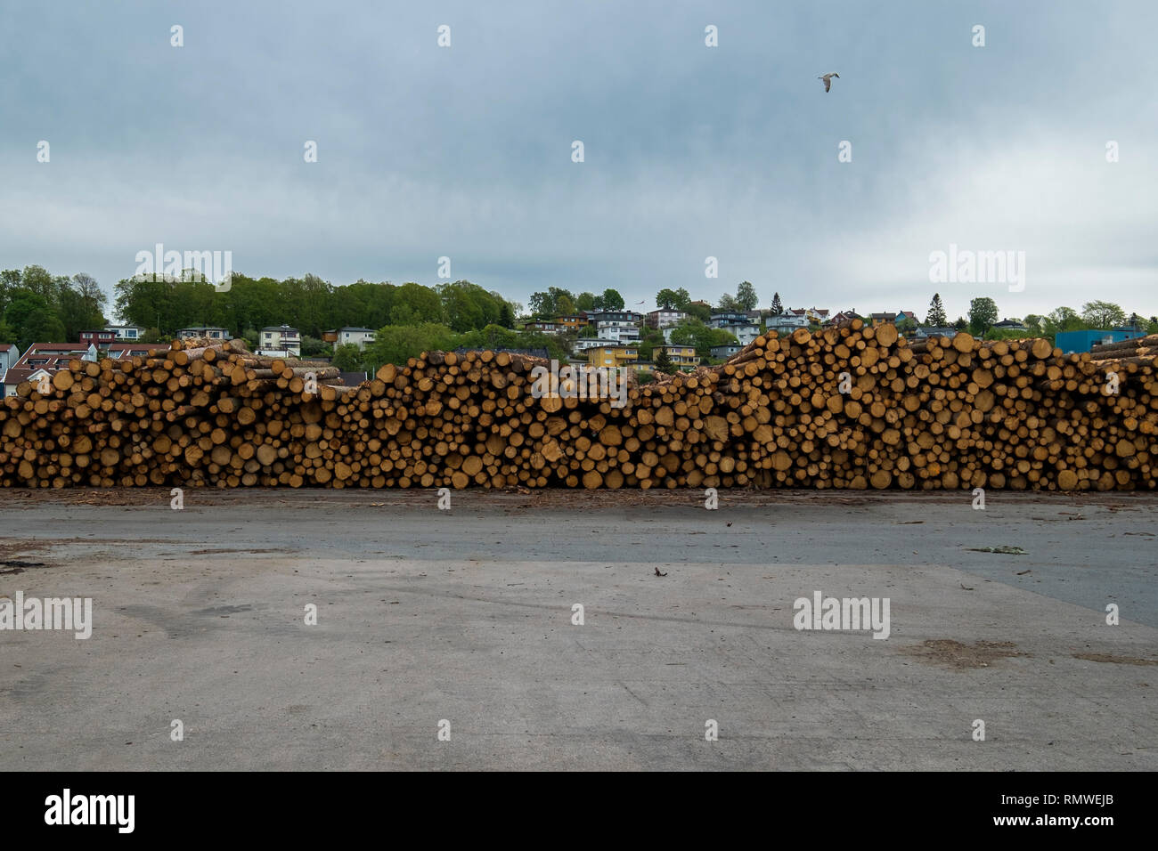 Bois, bois, billes empilées, empilées au port de Moss, Norvège, attendant d'être transportés. Banque D'Images