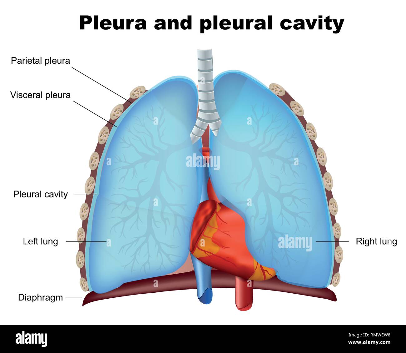 Plèvre et cavité pleurale poumon vector illustration médicale sur fond blanc Illustration de Vecteur