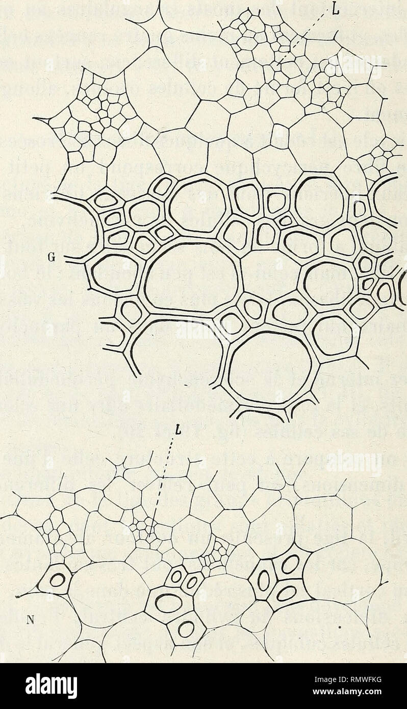 . Annales des Sciences Naturelles Botaniques. 118 P. GAUCHERY. L'unes isolées, la plupart groupées par 2 ou 3 au plus. Le cambium est plus développé que dans le premier exemple ;. Fig. 19 et 20. - Partie d'une coupe transversale de tige de physe- loides Nicandra. La sclérification périniédullaire est très réduite chez le nain (N). - L, li- ber interne. Brut.  : 275. le bois secondaire prend un développement à, ainsi que le métaxylème de chacun des cinq faisceaux cor- répondant aux angles. Chacun de ces cinq faisceaux une des tendances à se dédoubler à sa partie interne ; enfin, la zone. Banque D'Images