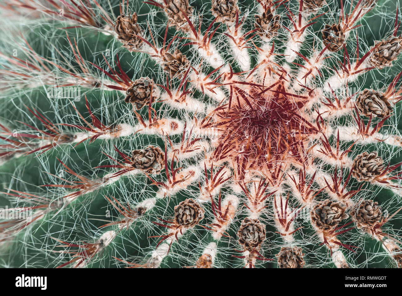 Close-up d'un beau vert avec des épines de cactus rouge foncé. Banque D'Images