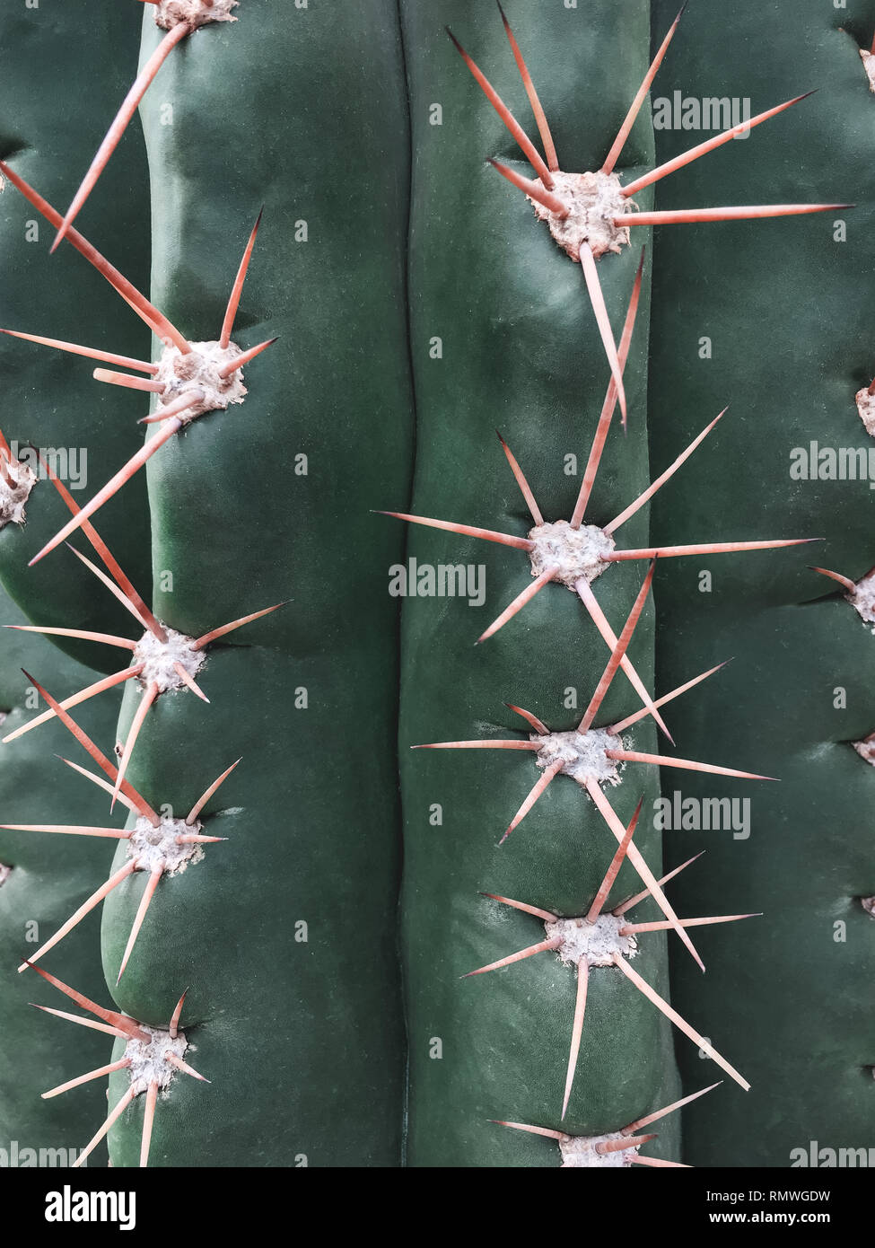Pic de texture d'un grand cactus vert. Contexte Tropical. Banque D'Images