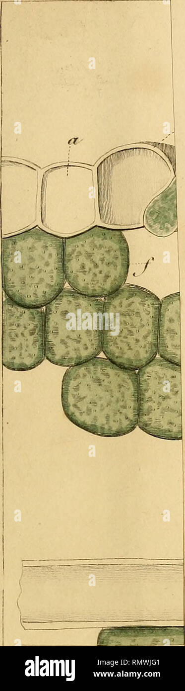 . Annales des sciences naturelles. La science ; l'anatomie. Jmi . de^^J- cién. ^* 71/ 1. Veuillez noter que ces images sont extraites de la page numérisée des images qui peuvent avoir été retouchées numériquement pour plus de lisibilité - coloration et l'aspect de ces illustrations ne peut pas parfaitement ressembler à l'œuvre originale.. Audouin, Jean Victor, 1797-1841 ; Brongniart, Adolphe, 1801-1876 ; Dumas, J. -B (Jean-Baptiste), 1777-1861 ; Feugueray, Hugues-Marie, 1767-1826, de l'imprimante ; Tastu, Joseph, d. 1849, de l'imprimante ; Thuau, C. , imprimante ; Thuau, veuve, de l'imprimante ; Tilliard, Hippolyte, imprimante, Norfolk, Henry Charles Howard, duc de, Banque D'Images