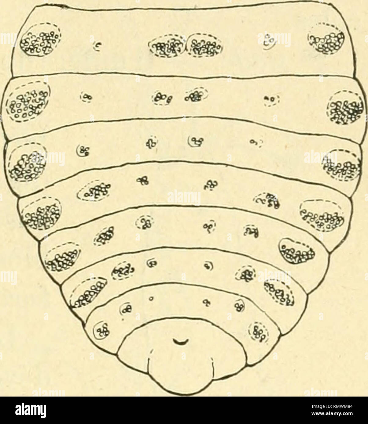 . Annales des sciences naturelles. Zoologie, biologie. Fig. 55. - Chermes orienlalis pini : antenne de sexupare ; a, de jeu ; 6, vue par la face dorsale ; • exemplaire récolté le 18 mai 1908 et éclos sur le Pinus sylvestris de l'expérience 31 (culture pure). Gr. = 380. Fig. 56. - Chermes orienlalis pini : abdomen d'un sexupare vu du côté face dorsale ; exemplaire récolté le 23 juillet 1909 sur le Picea orientalis de l'expé- rience 49 sur lequel il s'était fixé et avait engendré des sexués. facedorsale), d'après un échantillon de la race orie,^^ ?"/i,s' (fig. 55) ; 2° l'abdomen (face ventrale, disposit Banque D'Images