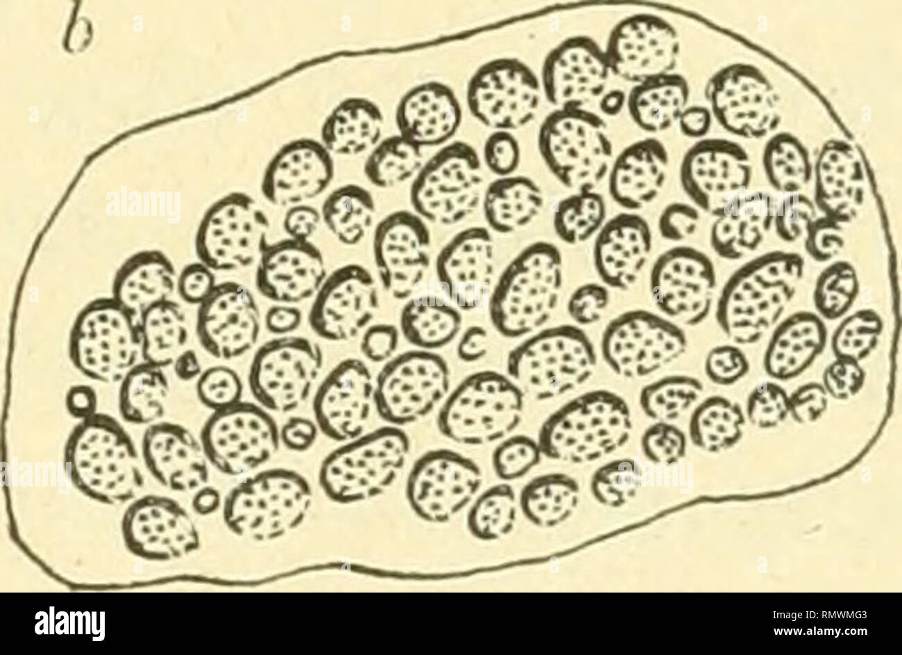. Annales des sciences naturelles. Zoologie, biologie. Fig. 38. - Chermes pini : marginale de la plaque droite du segment i" ; une abdominale, chez le sexupare (fixed et ayant donné des sexués sur Picea orienlalis, exp. 49, récolte du 23 de julio de 1909) : b, chez Vexsul alata (fixed sur Pinus tr/lvesMs, cxp. 35, 7 juin 1908). - Gr. = 460. moyenne un peu plus gros que les sexiipares massifs glandulaires et leurs facettes are provided généralement plus nombreuses (fig. 38) ; mais il existe de très grandes variations à cet égard et la taille maximale des sexupares est supérieure à la taille minimale des alat exsules Banque D'Images