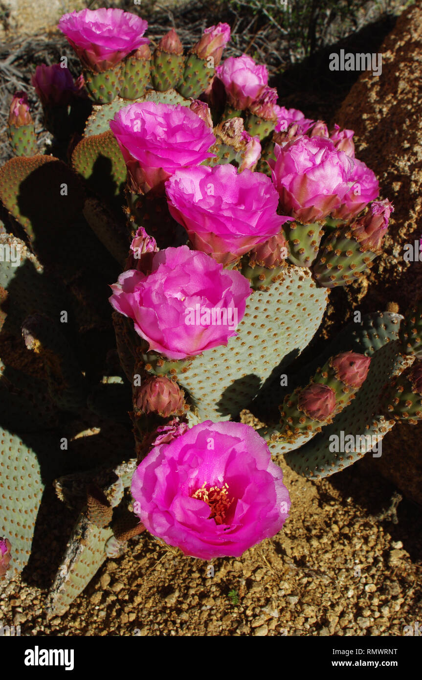 Un cactus de poire en forme de pickly aux fleurs rose vif trouvé dans le désert de mojave, dans le sud de la Californie. Banque D'Images