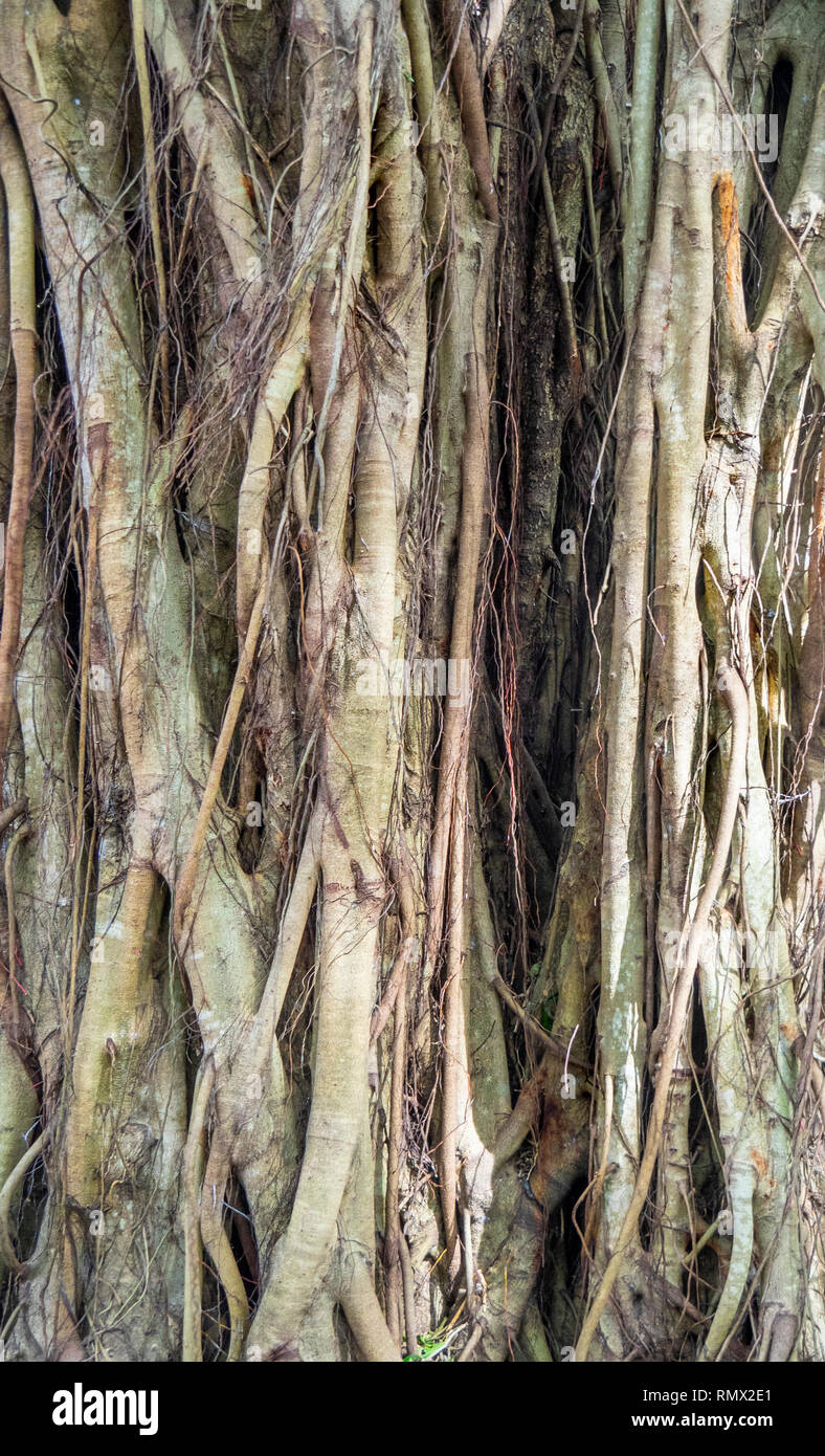 Racines d'arbres asiatiques Banque de photographies et d’images à haute ...