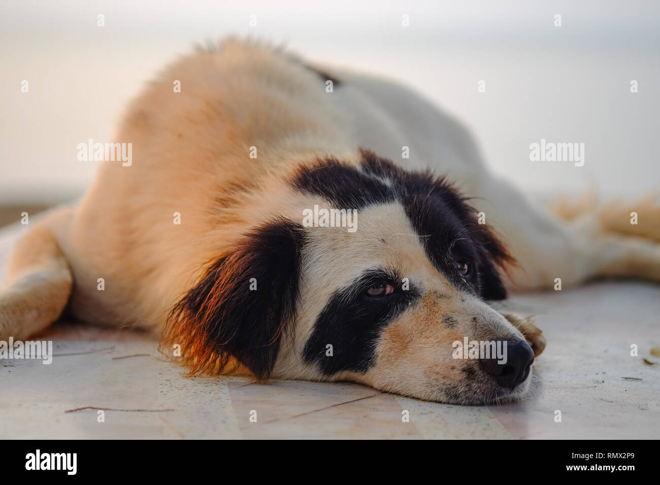 Chien couché sur le sol et regardant la caméra, l'éclairage doux sur matin. Banque D'Images