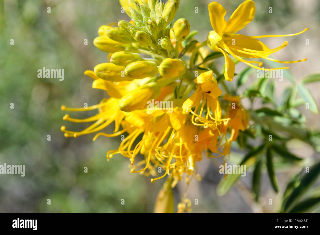 Bush brûlante (Peritoma arborea, [syn. Cleome] isomeris) fleurs dans Joshua Tree National Park, Californie Banque D'Images