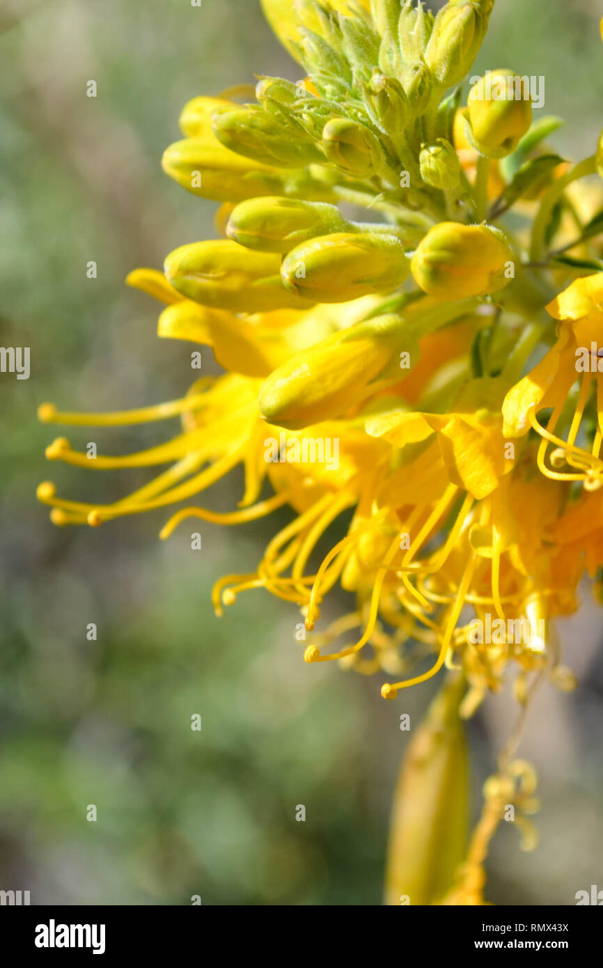 Bush brûlante (Peritoma arborea, [syn. Cleome] isomeris) fleurs dans Joshua Tree National Park, Californie Banque D'Images