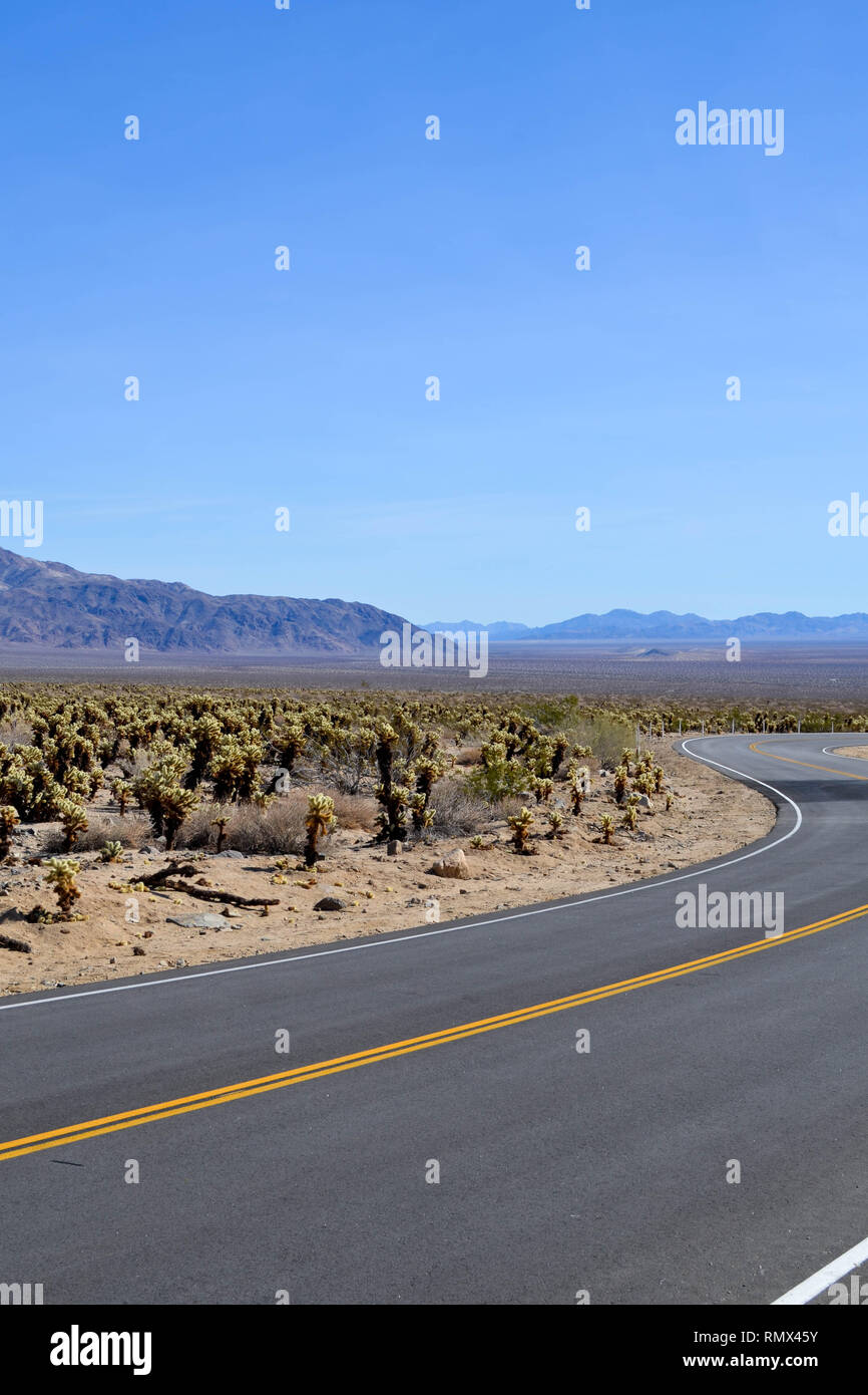 Pinto Basin Road serpentant à travers teddybear Cylindropuntia bigelovii (cholla) dans la région de Joshua Tree National Park Banque D'Images