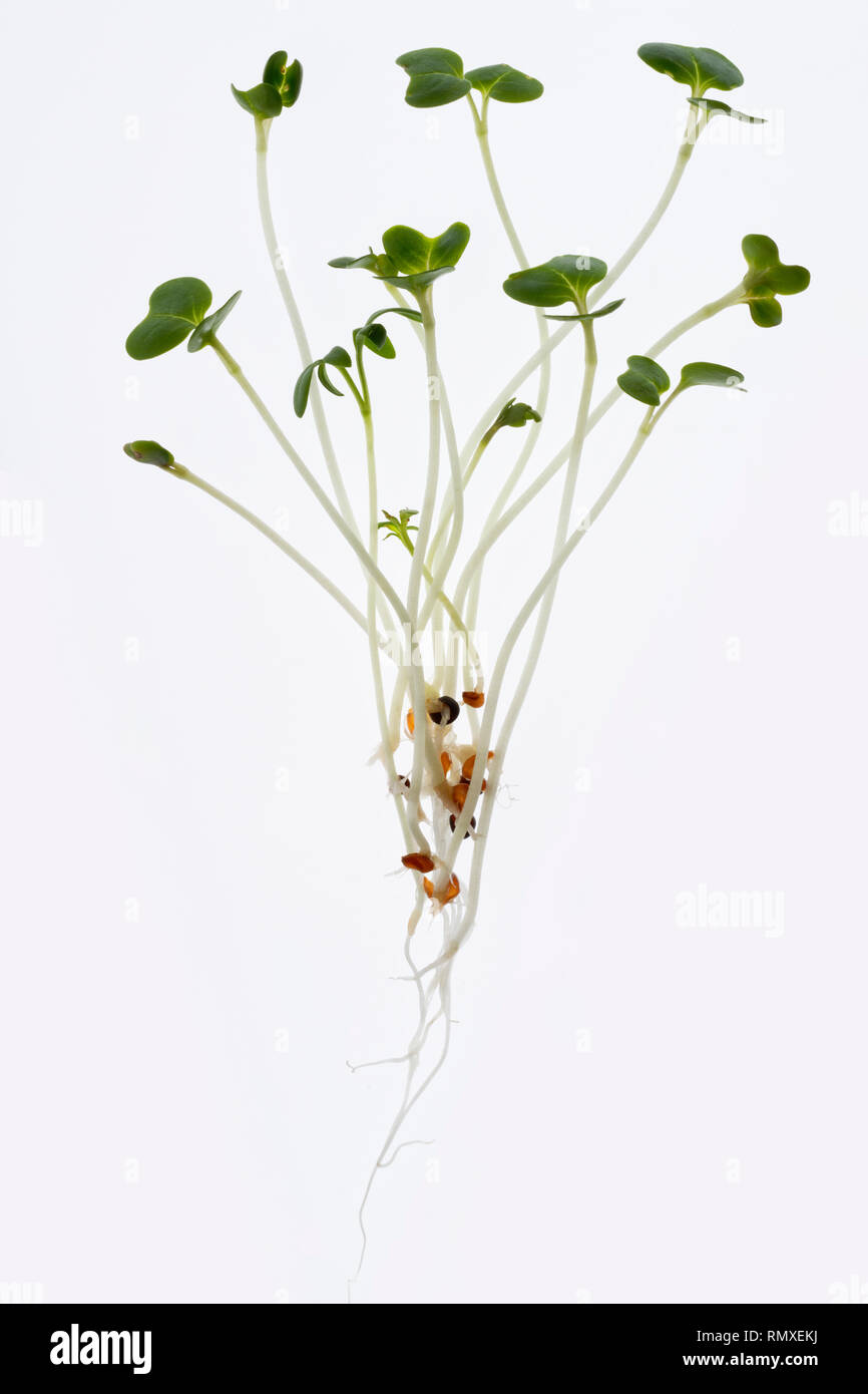 Le cresson alénois. Salade comestible plante. Aussi connu comme la moutarde cress. Banque D'Images