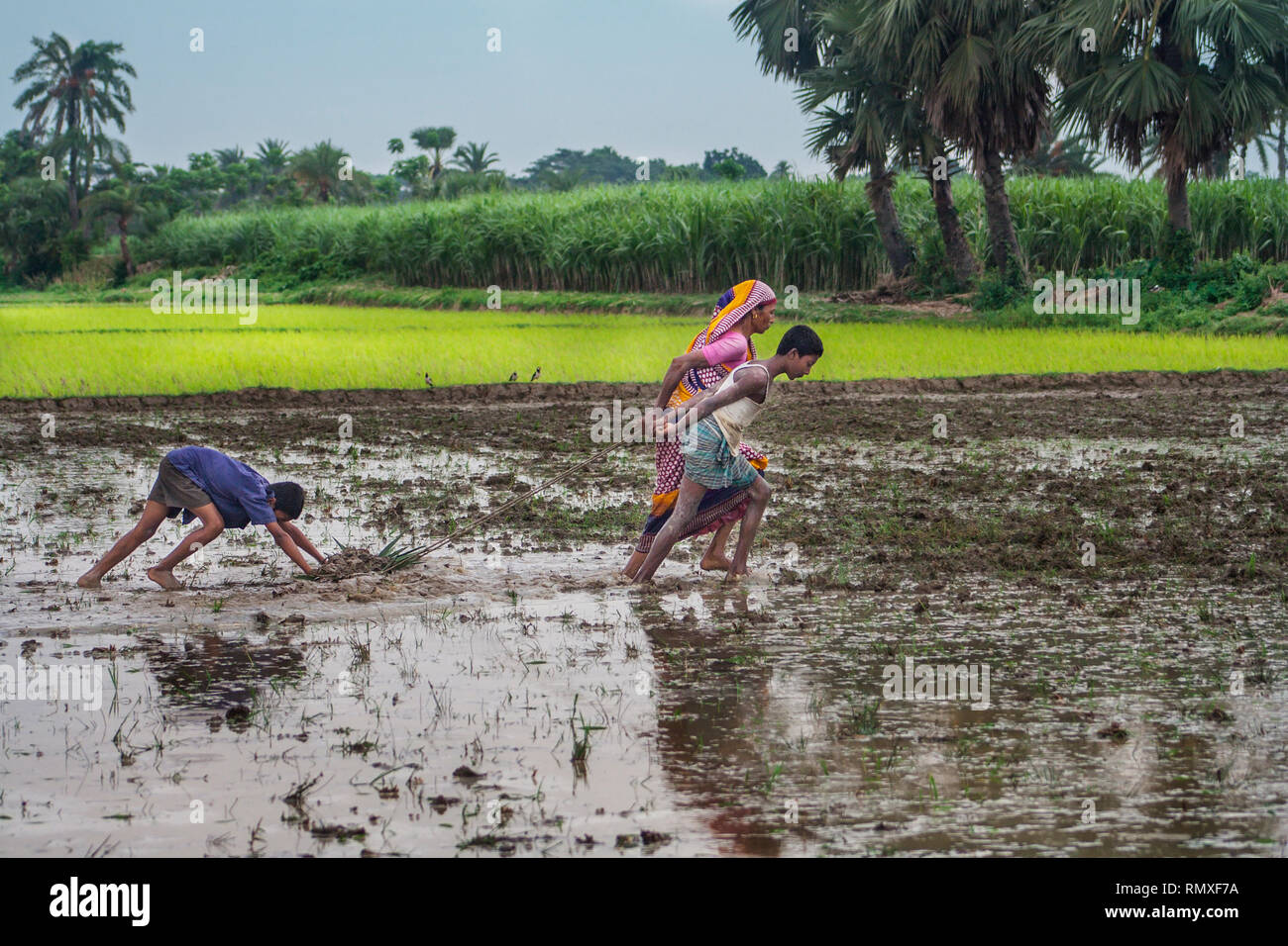 Femme à la tête de la famille les membres sont impliqués dans la préparation de son champ pour produire du riz pour sa famille à l'appui de la sécurité alimentaire et les avantages financiers. Banque D'Images