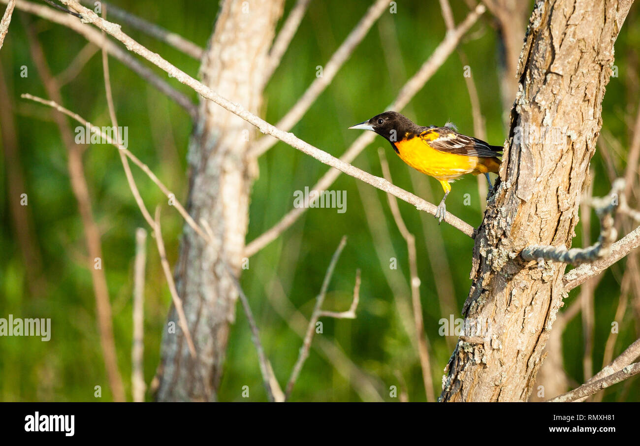 L'Oriole de Baltimore mâle dans le centre du Kentucky bird Banque D'Images