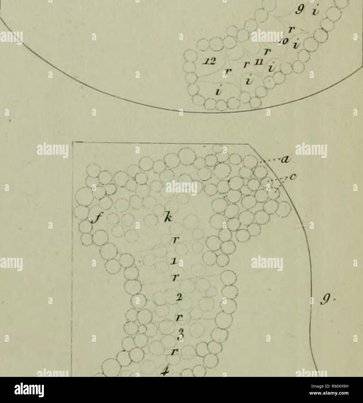. Annales des sciences naturelles. des Sftfric. nat 2' Série . J(ool Tonni.J'l S. y .1 -r^^ ? J J. ' '" '"fê ' ^^-' ' ' ; ïHP^^^> ;.4J,-^v&Lt ;^ %.-. o '- t. (. •/ R I E rS-r' é i s. o ?• J r y. ZJ : "--VV. ^. V-- »»^^^ 5' g-/ ^V^^ > ; &Lt ;& ;/• » ,.'# . Veuillez noter que ces images sont extraites de la page numérisée des images qui peuvent avoir été retouchées numériquement pour plus de lisibilité - coloration et l'aspect de ces illustrations ne peut pas parfaitement ressembler à l'œuvre originale.. Paris : Crochard Banque D'Images